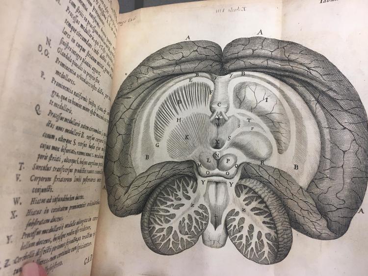 Image of an etching by Thomas Willis of a cross section of the brain